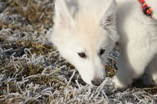 pet dog white