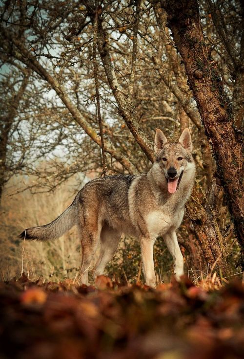 pet dog wood nature