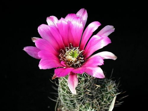 petailed plant cactus