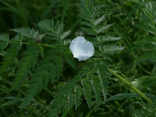 petal apple blossom white