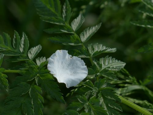 petal apple blossom white