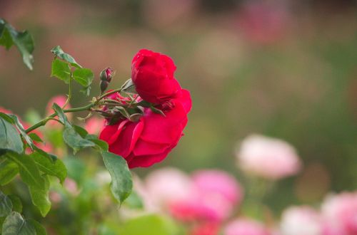 petal beautiful flower rose