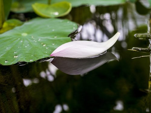 petal  water  reflection