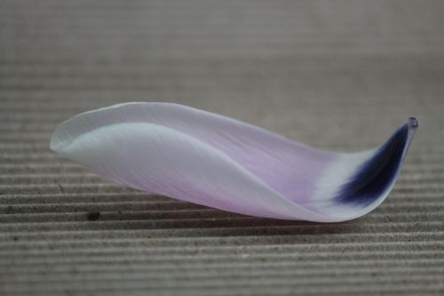 petal purple bloom white