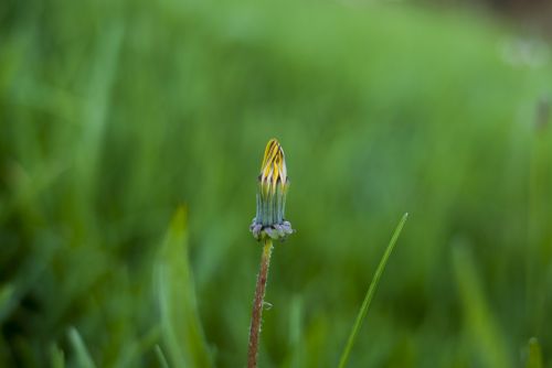 petalo dandelion lawn nature