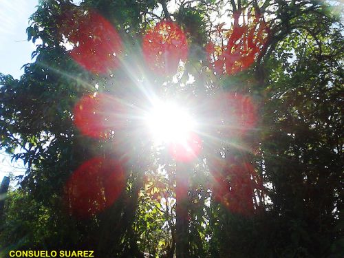 Petals Of The Sun