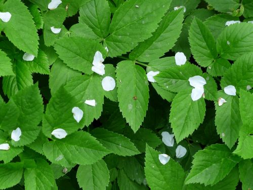 petals ganguly nature