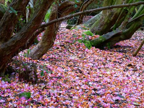 petals colorful shades of red