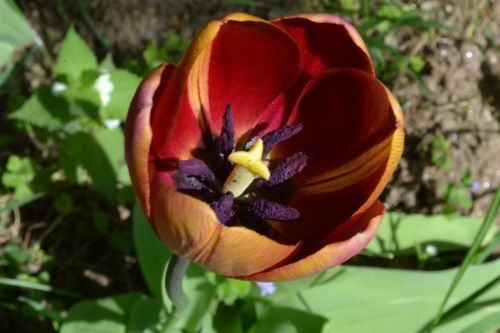 petals tulip flowers