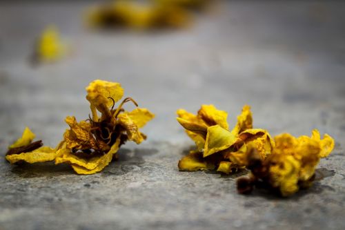 petals spread photograph