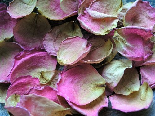 petals background flower