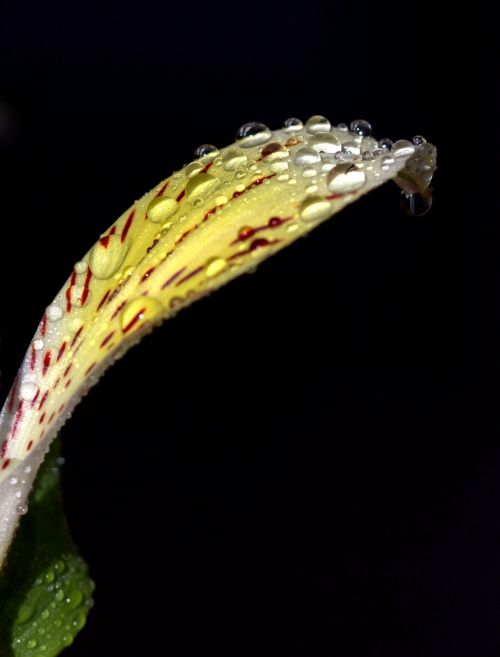 petals wet yellow