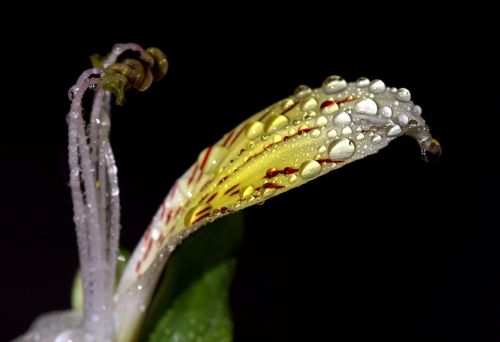 petals wet yellow