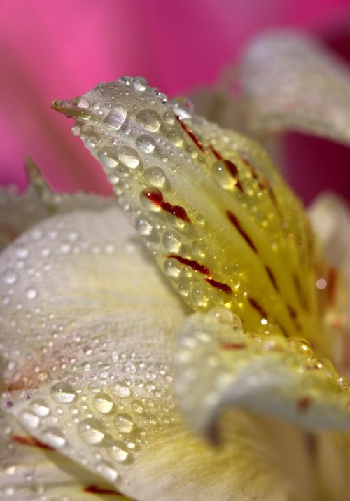 petals wet yellow