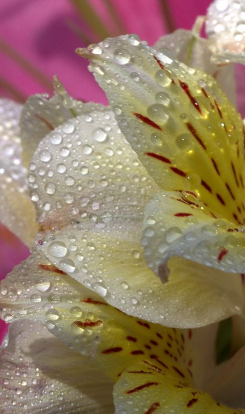 petals wet yellow