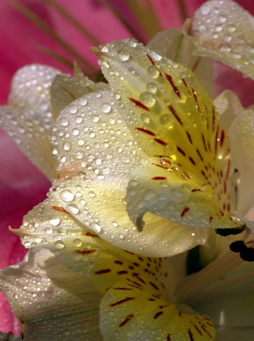 petals wet yellow