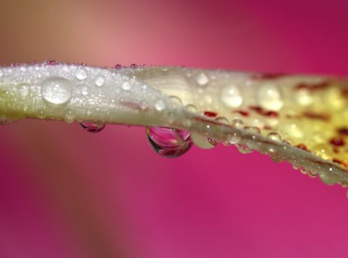 petals wet yellow