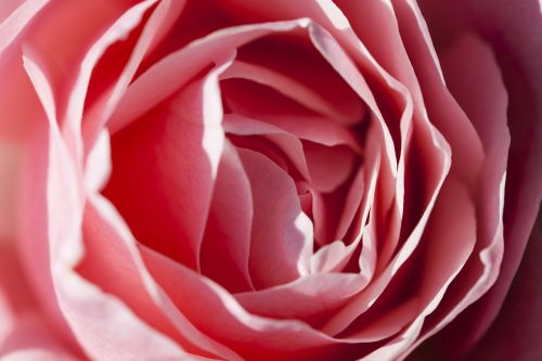 petals rose pink