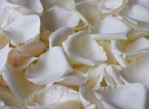 petals rose white rose