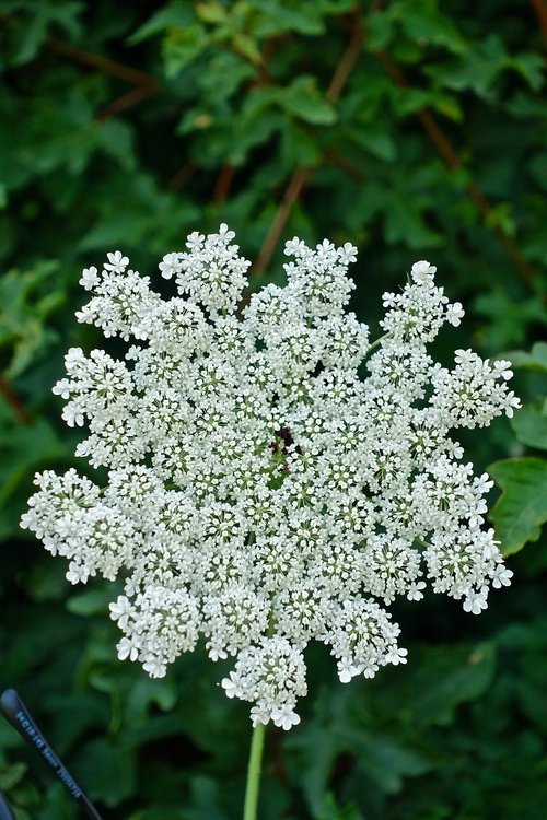 petals  white  flower