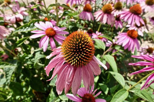 petals  flower  garden