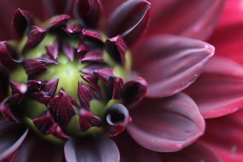 petals  flower  burgundy