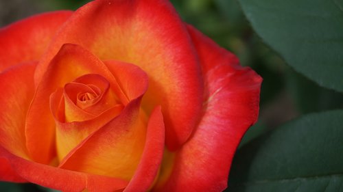 petals  rose  orange petals