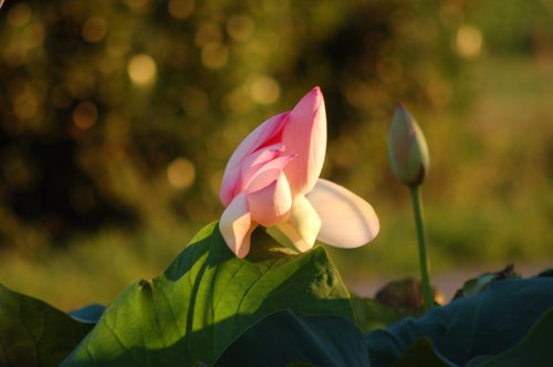 petals  lotus flower  nature