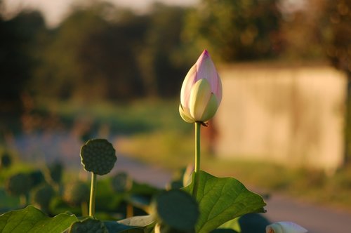 petals  lotus flower  nature