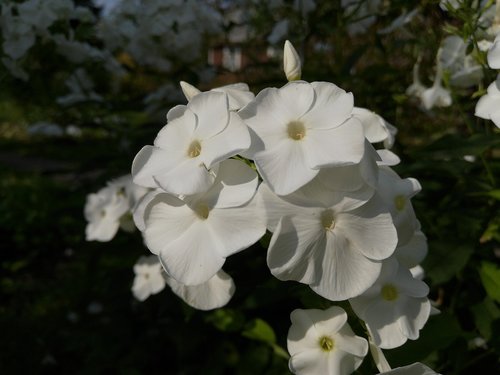 petals  white flower  summer