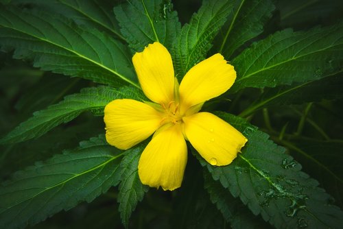 petals  yellow  blossom