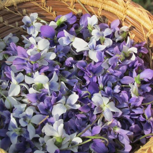 petals basket violet