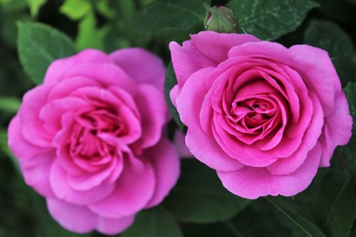 petals  rose  pink