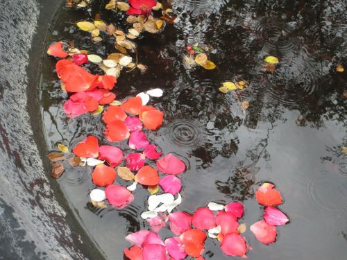 petals pond raindrops