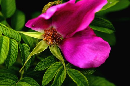 petals pink flower tea rose