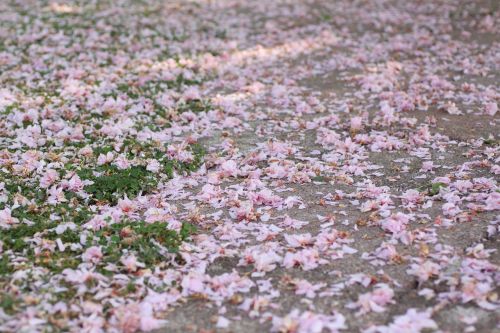 petals pink meadow
