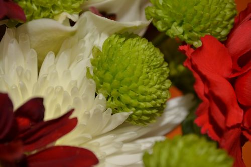 Petals Blossoms Flowers Macro