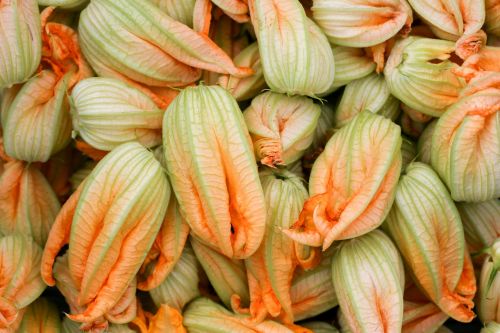 petals of zucchini flower gastronomy