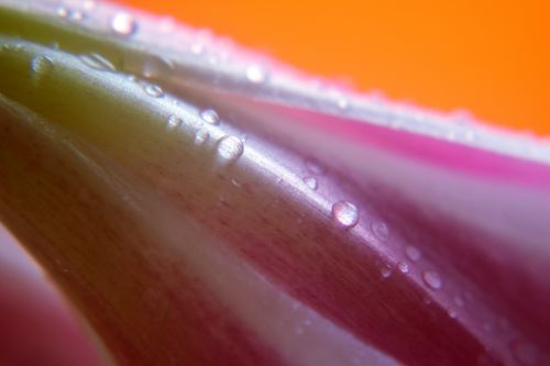 Petals With Water Drops 4