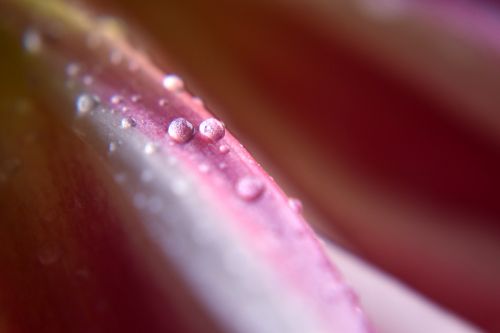 Petals With Water Drops 5