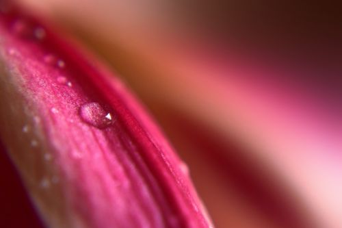 Petals With Water Drops