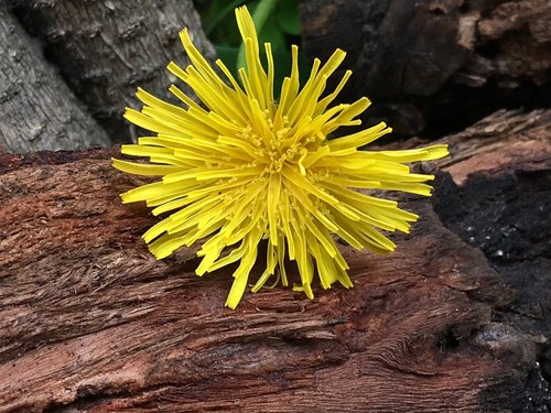 petals yellow  wood  yellow