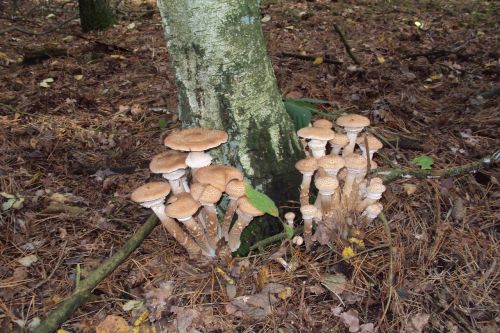 peter mushroom autumn