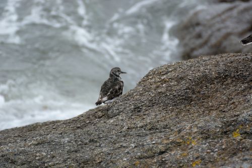 Little Bird On The Rocks
