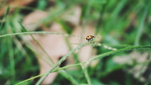 petite  nature  ladybug