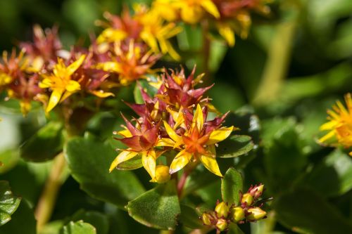 petite flower yellow macro