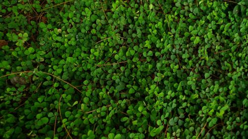 Leaves Small Background