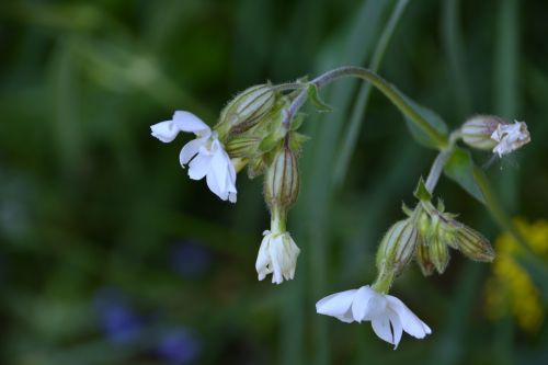 Small White Flowers