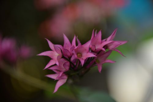 petits fleurs flowers pink