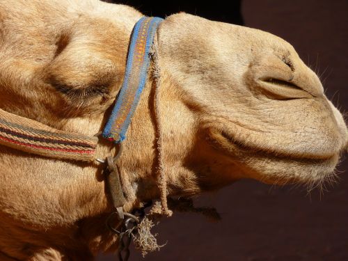 petra jordan holiday